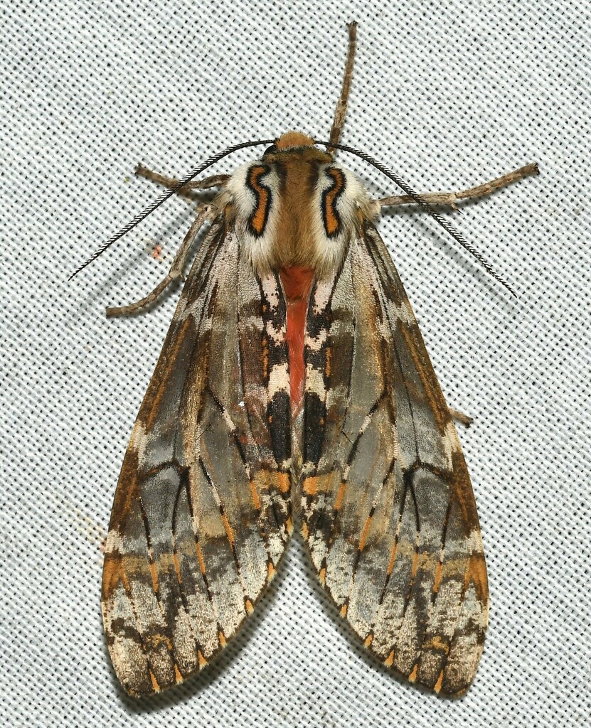 Praemastus fulvizonata