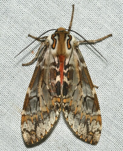 Praemastus fulvizonata