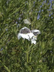 Prostanthera striatiflora