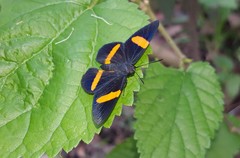 Panara soana