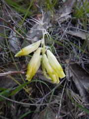 Lachenalia vanzyliae