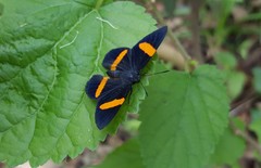 Panara soana