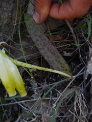 Lachenalia vanzyliae