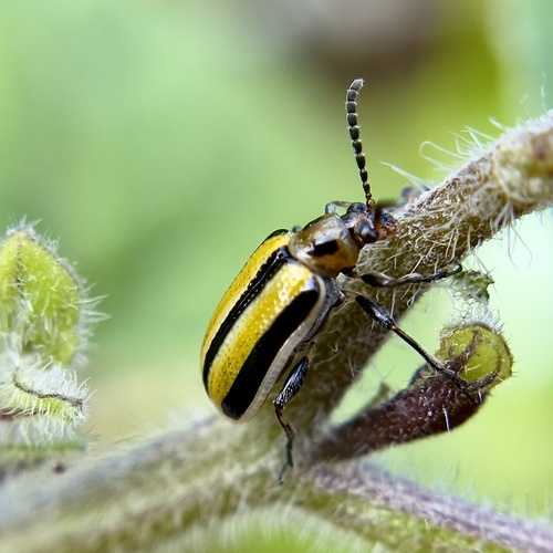 Lema daturaphila observed 2023-03-13