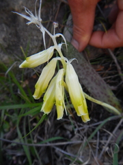 Lachenalia vanzyliae