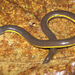Siantar Caecilian - Photo (c) Alexander A. Fomichev, some rights reserved (CC BY), uploaded by Alexander A. Fomichev