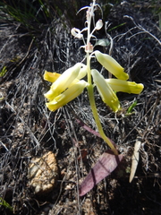 Lachenalia vanzyliae