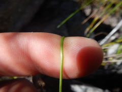 Moraea barkerae