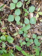 Desmodium rotundifolium