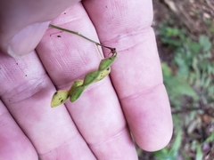 Desmodium rotundifolium