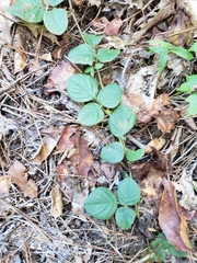 Desmodium rotundifolium