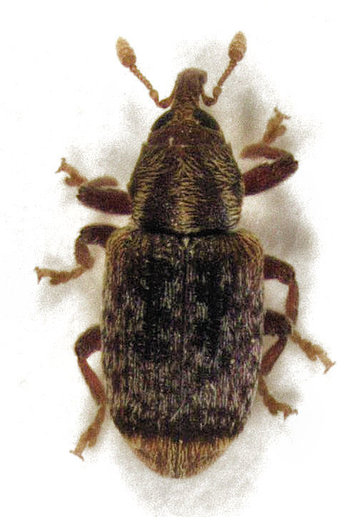 Totara leafminer weevil
