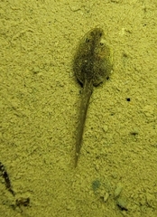 Asiatic Grass Frog photo 5