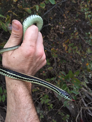 Thamnophis sirtalis annectens