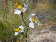 Disa flexuosa