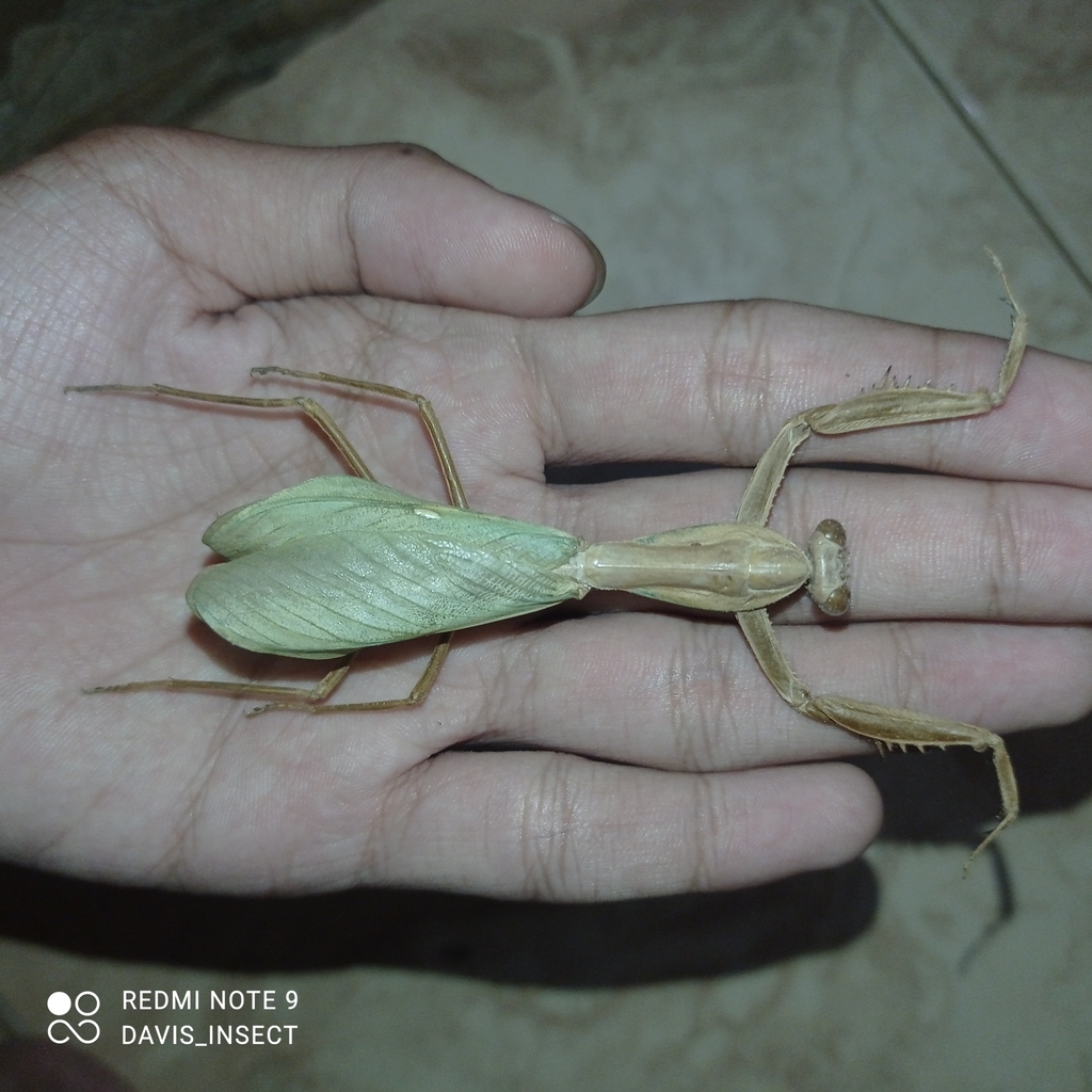 Rhombodera lingulata from Jawa Barat on February 28, 2023 at 1119 PM