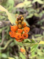 Elleanthus aurantiacus