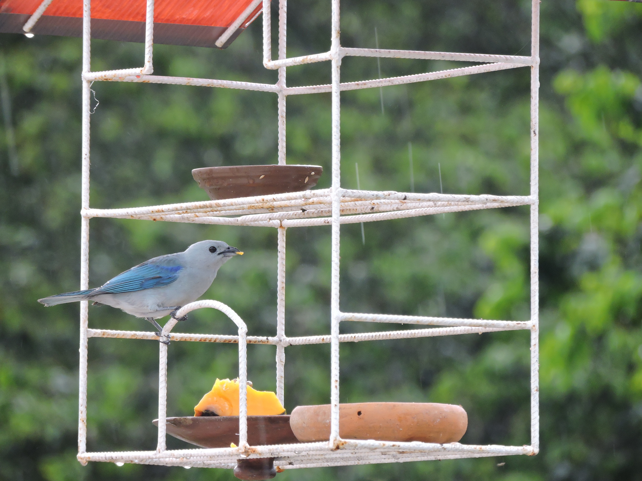 Thraupis episcopus image