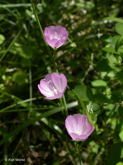 Sidalcea asprella