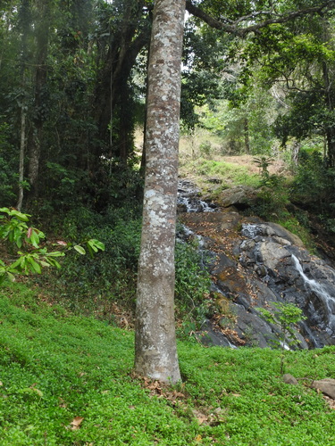 Image of Vateria indica by (c) Srinivasan Kasinathan, some rights reserved (CC BY)