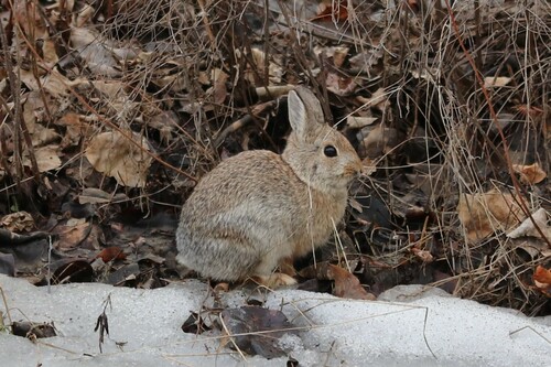 Mountain Cottontail photographed in Montana