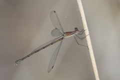 Lestes forficula