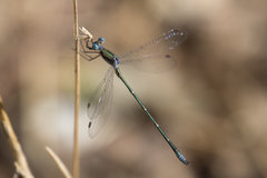 Lestes forficula