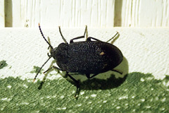 Penthe pimelia