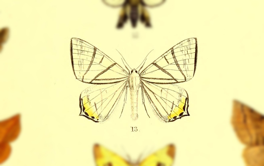 Ourapteryx excellens