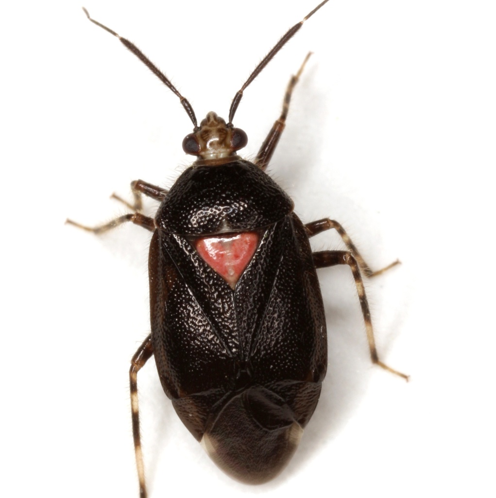 Deraeocoris sayi