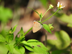 Electrostrymon guzanta