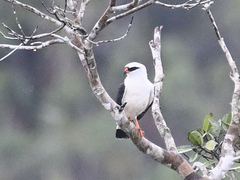 Black-Faced Hawk photo 5