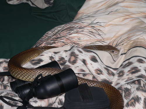 King brown snake, Pseudechis australis