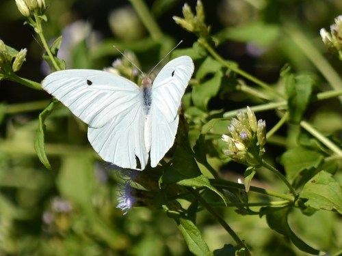 Giant White