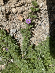 Calibrachoa: Herkunft und Verwendung — Foto 2