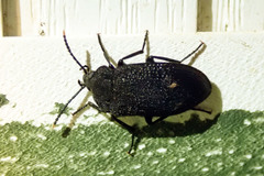 Penthe pimelia