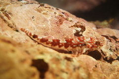 Helcogrammoides chilensis