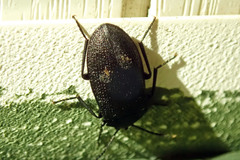Penthe pimelia