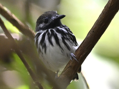 Dot-Backed Antbird photo 3