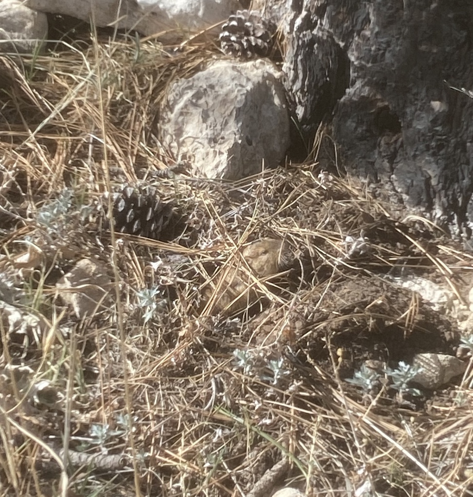 Smooth-toothed Pocket Gophers