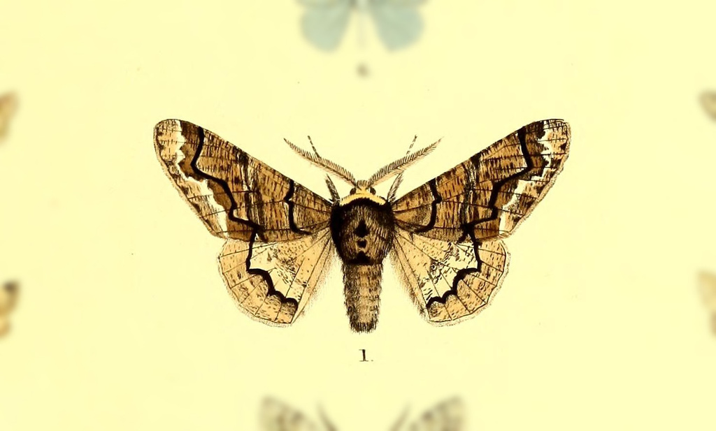 Biston porphyria
