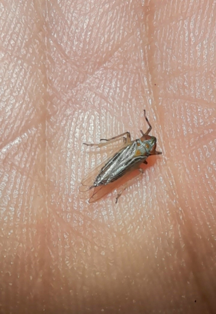 Pentagramma cosquina