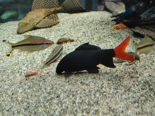 Redtail black shark (Epalzeorhynchos bicolor) — Cyprinidae — 3