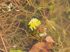 Ranunculus flabellaris