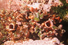 Pyura chilensis