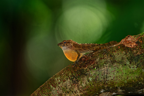 Gundlach's Anole (Anolis gundlachi)