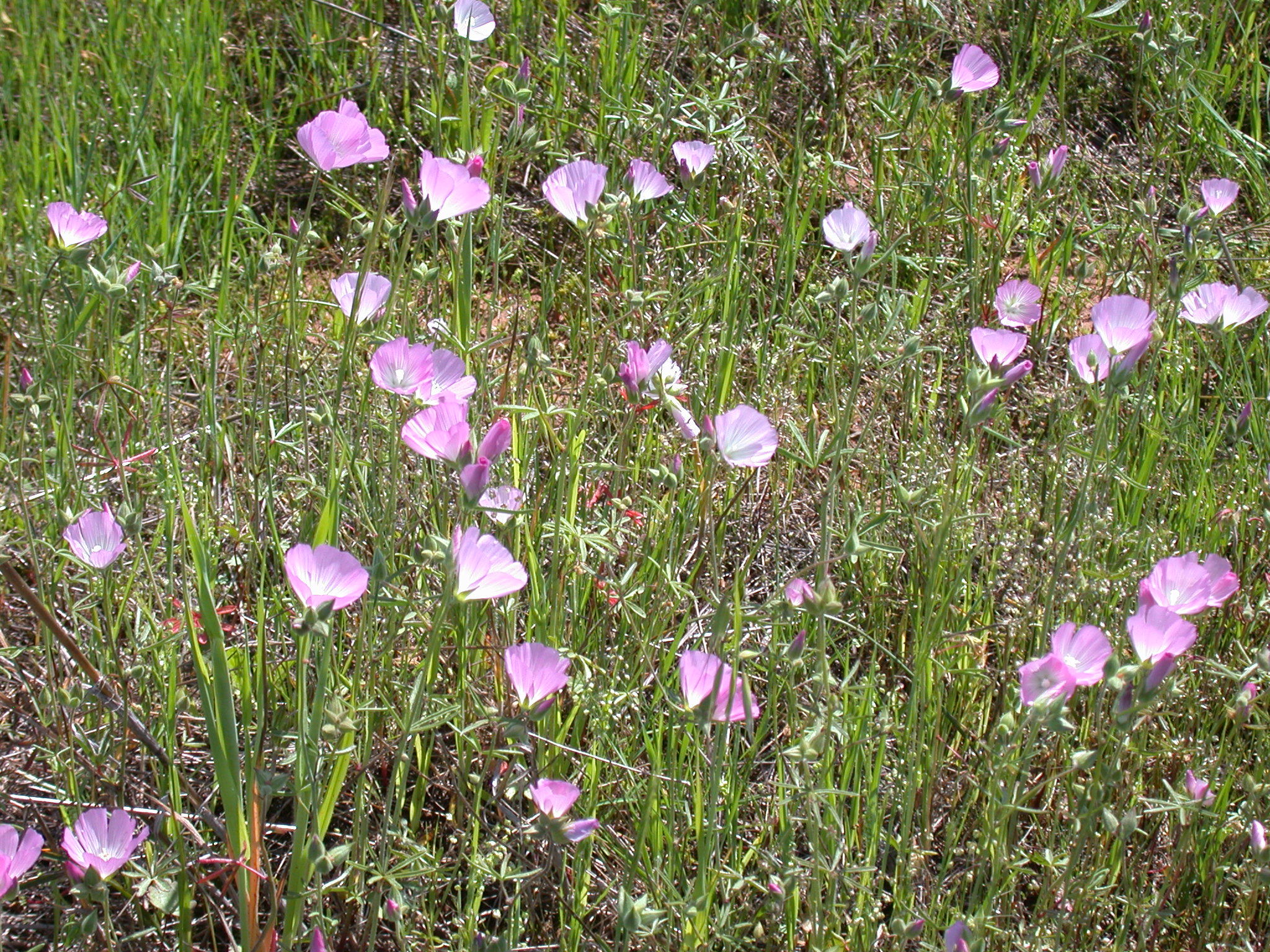 Sidalcea hirsuta