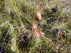 Protea witzenbergiana