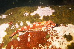 Helcogrammoides chilensis