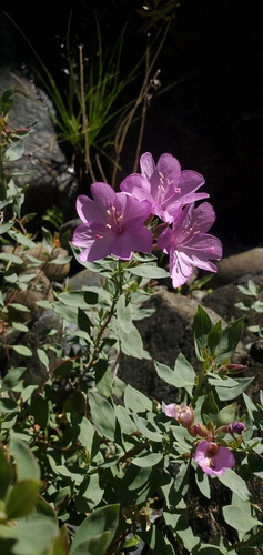 Image of Epilobium rigidum by (c) Asher Budnik, some rights reserved (CC BY)